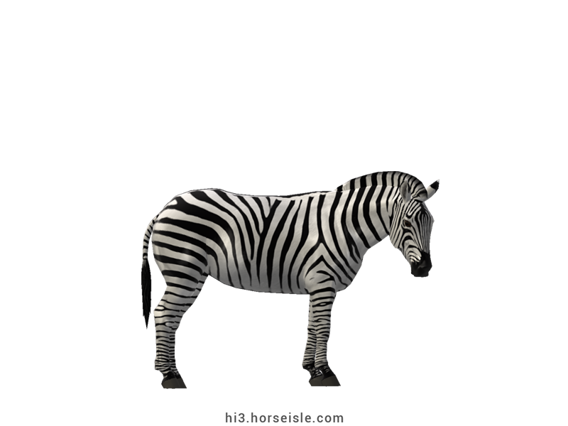 Plains Zebra White Striped Coat
